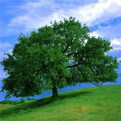 彩信平台官网app下载